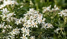 Orangenblume