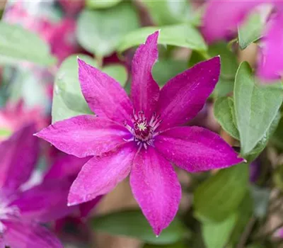 Clematis (Jackmanii-Gruppe) 'Ernest Markham'