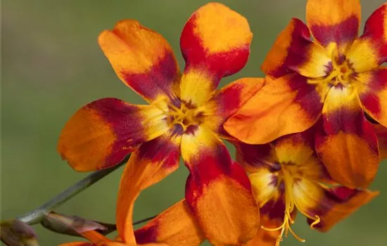 Crocosmia 'Emily McKenzie'