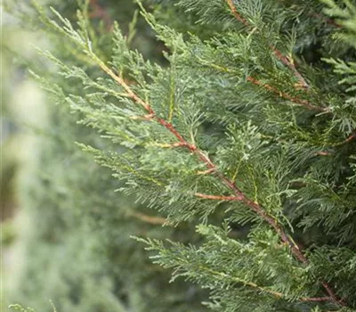 Cupressocyparis (x) leylandii 2001 Cupressocyparis (x) leylandii 2001