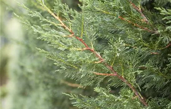 Cupressocyparis (x) leylandii 2001