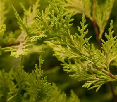 Cupressocyparis (x) leylandii 'Castlewellan Gold'