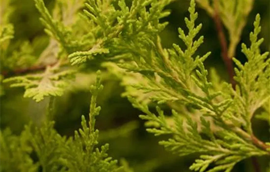 Cupressocyparis (x) leylandii 'Castlewellan Gold'