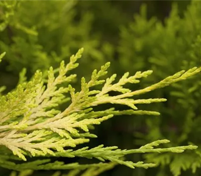 Cupressocyparis (x) leylandii 'Gold Rider'