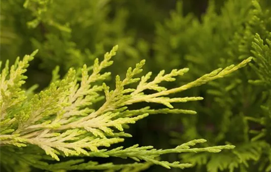 Cupressocyparis (x) leylandii 'Gold Rider'
