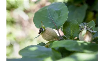 Quitte Robusta