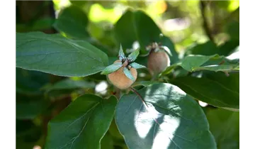 Quitte Robusta