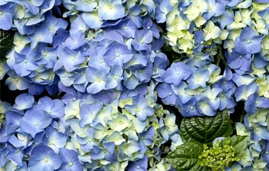 Der schöne Garten-Klassiker – die Hortensie Der schöne Garten-Klassiker – die Hortensie