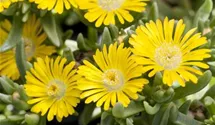 Mittagsblümchen