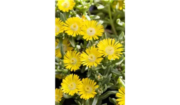 Mittagsblümchen