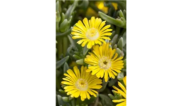 Mittagsblümchen