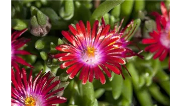 Mittagsblümchen