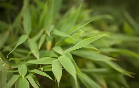 Fargesia murieliae 'Obelisk'