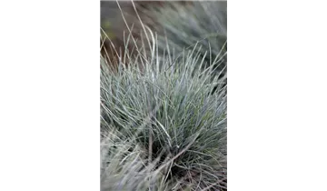 Blauschwingel