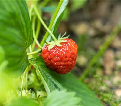 Fragaria (Erdbeere) 'Renaissance'