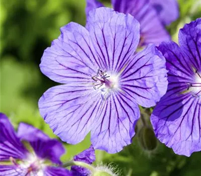 Geranium magnificium (x) 'Rosemoor' Geranium magnificium (x) 'Rosemoor'