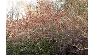 Zaubernuss