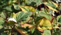 saatgut gemse bio Bio-Gartengemse Samen-Set kaufen