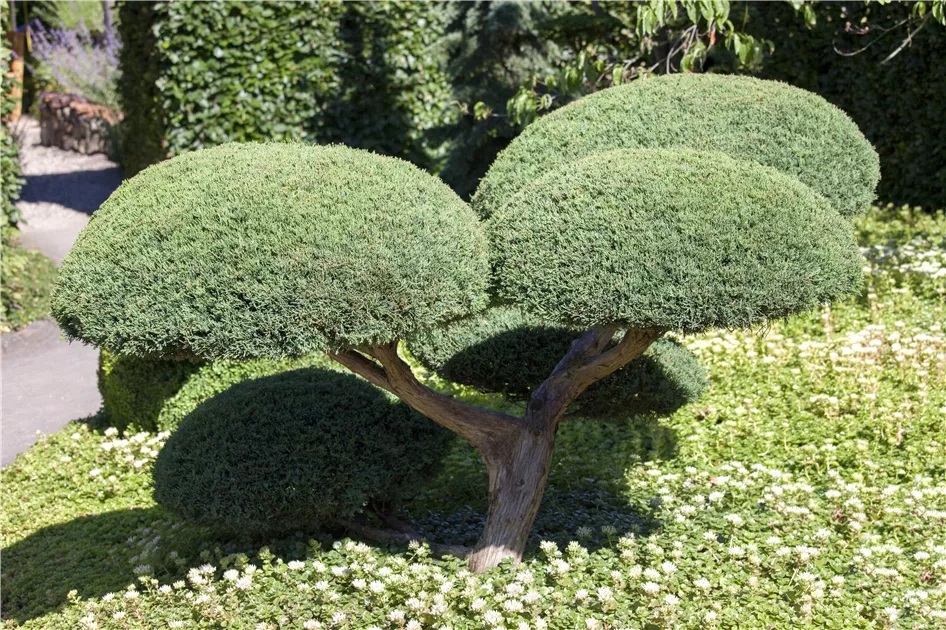 Juniperus media (x) 'Hetzii' Bonsai