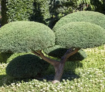 Juniperus media (x) 'Hetzii' Bonsai