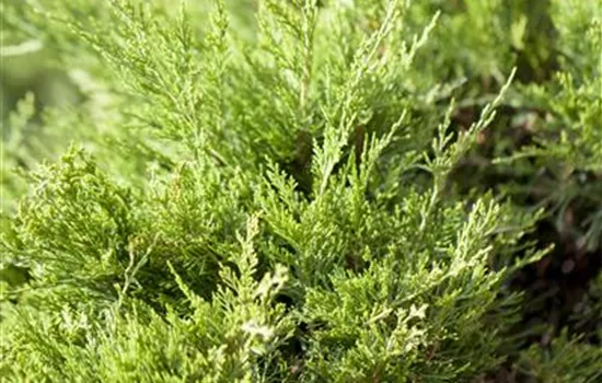 Juniperus media (x) 'Mint Julep'