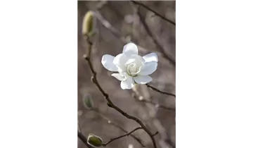 Magnolie