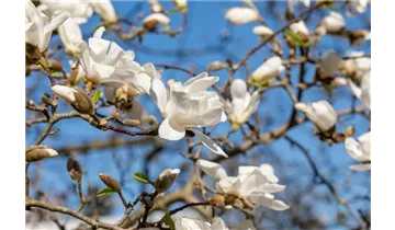 Magnolie