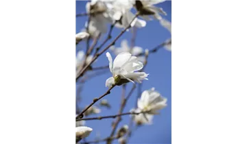 Magnolie