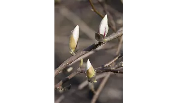 Magnolie