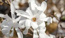 Magnolie