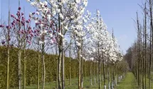 Magnolie