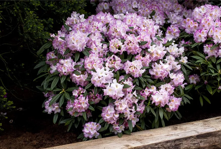 Rhododendron 'Brigitte'