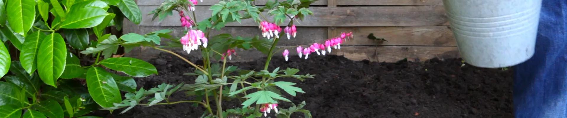 Tränendes Herz - Einpflanzen im Garten (thumbnail) Tränendes Herz - Einpflanzen im Garten (thumbnail)