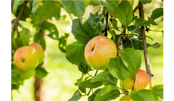Apfel Berlepsch