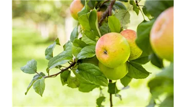 Apfel Berlepsch