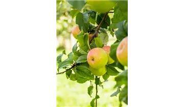 Apfel Berlepsch