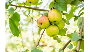Apfel Berlepsch