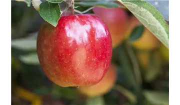 Apfel Braeburn