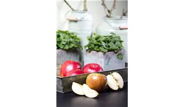 Apfel Cox Orange Renette