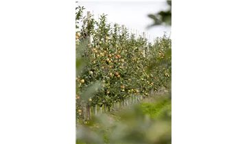 Säulenapfel