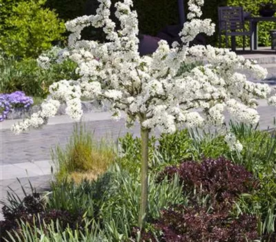 Malus toringo 'Tina'