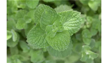 Marokkanische Minze