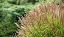Eulalie, Chinaschilf