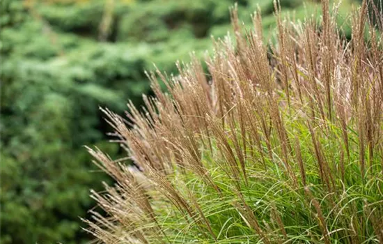 Miscanthus sinensis 'Yakushim Dwarf'