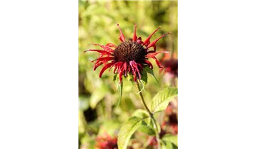 Goldmelisse, Indianernessel