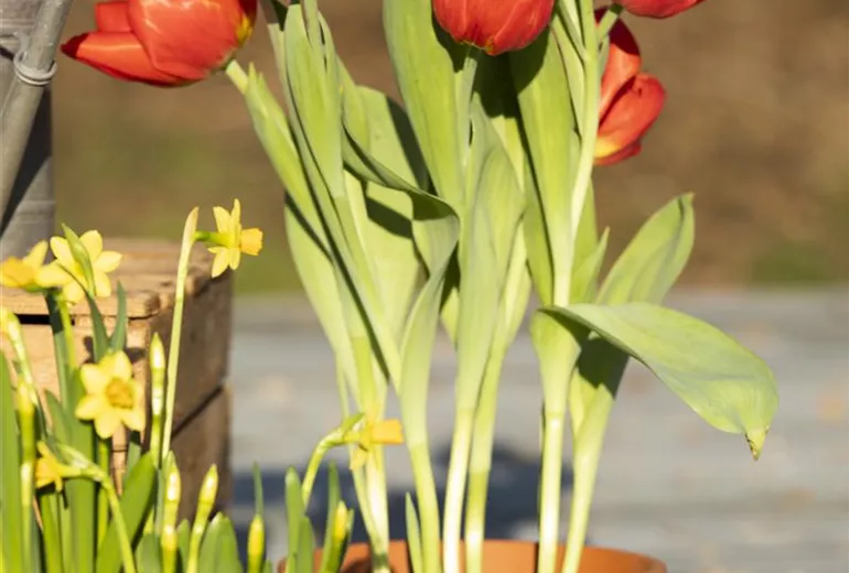 Tulipa 'Red Flair'