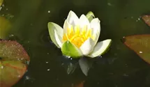 Zwerg-Seerose