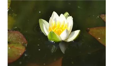 Zwerg-Seerose