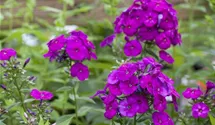 Hoher Staudenphlox