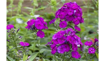Hoher Staudenphlox